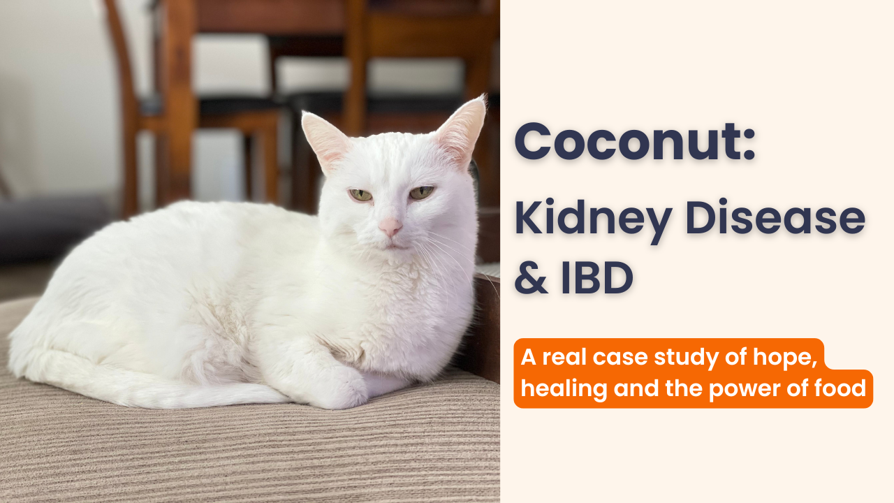 Case Study: Coconut - Kidney Disease and IBD