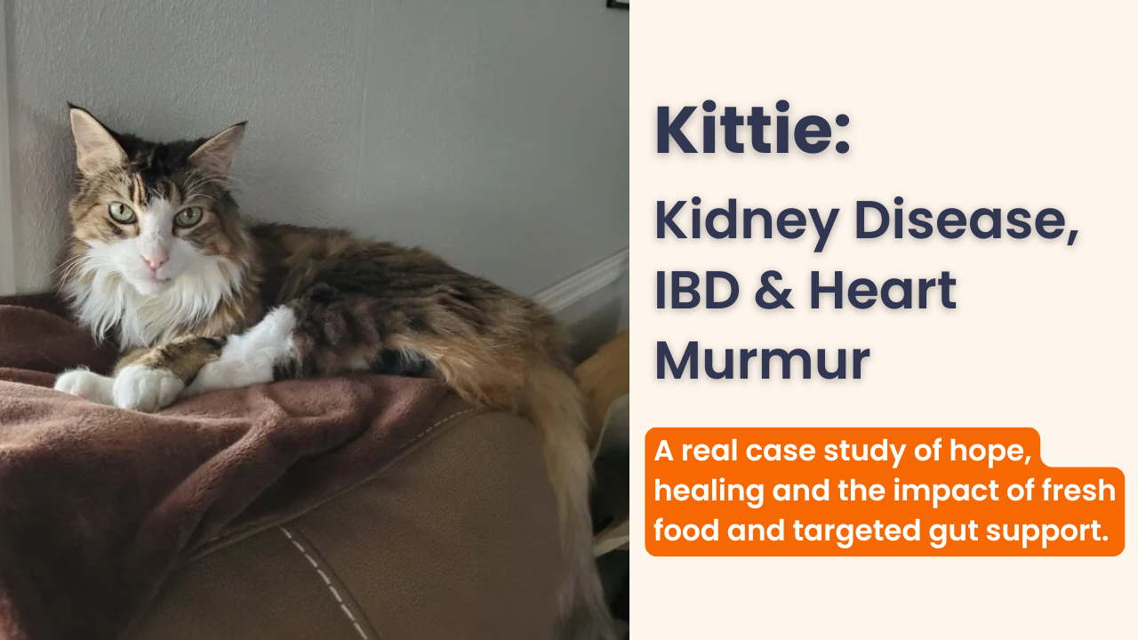 Case Study: Kittie - Kidney Disease, IBD & Heart Murmur