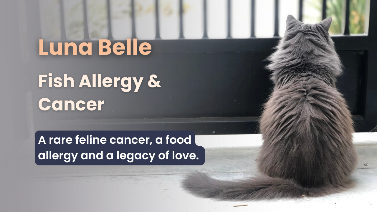 Luna Belle's Story: Fish Allergy and Cancer