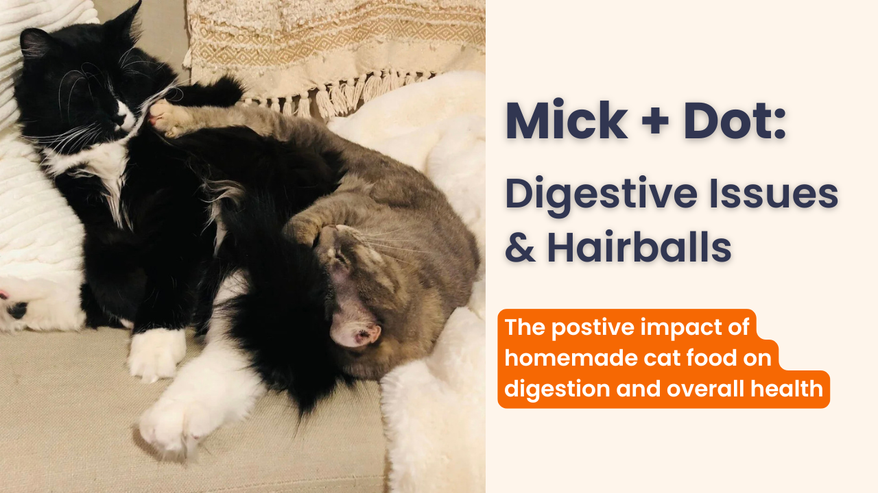 Case Study: Mick + Dot - Digestive Issues & Hairballs