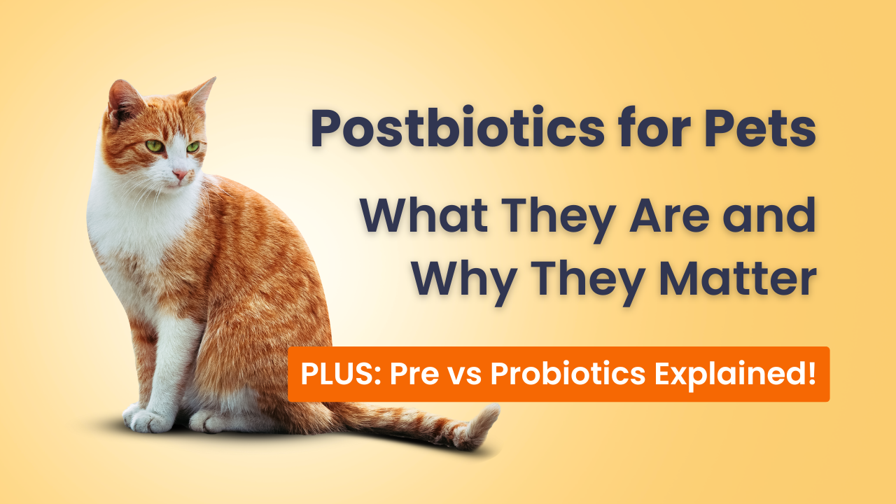 Postbiotics for Pets: What They Are and Why They Matter