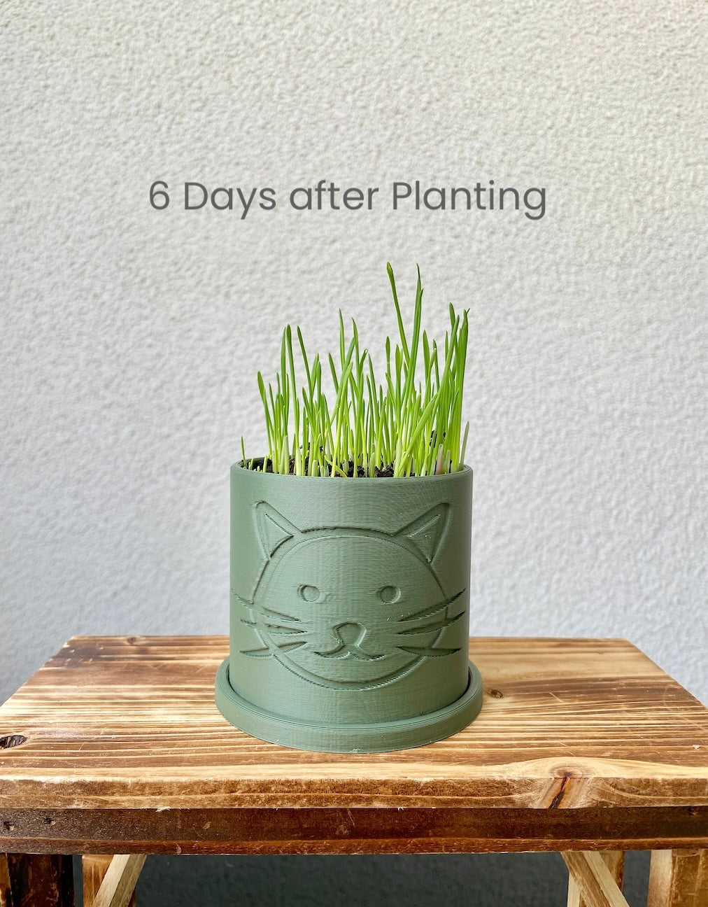 Green planter with cat face design with grass on a wooden surface against a light gray background