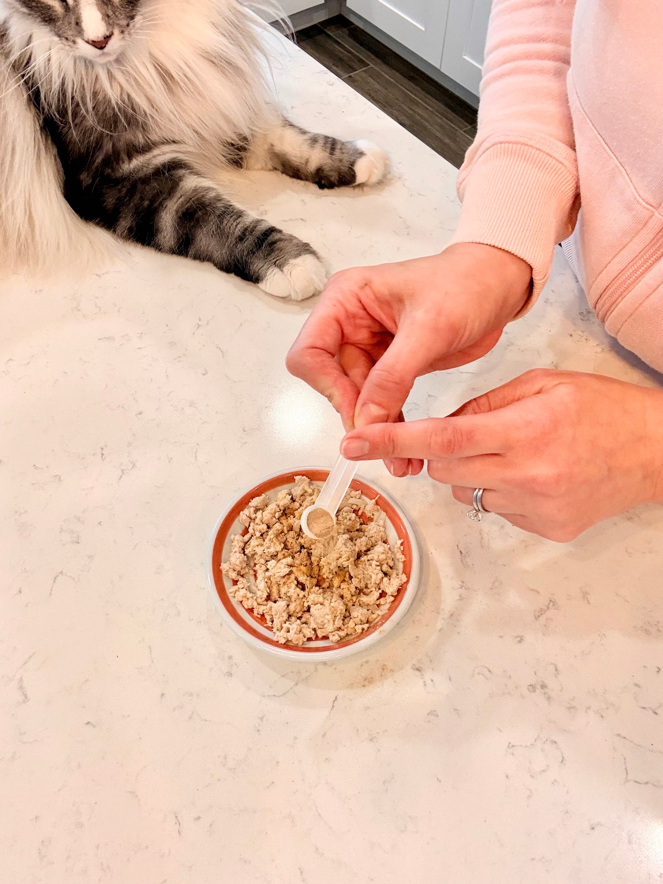 Person sprinkling Calm supplement onto a small bowl of cat food on a kitchen counter with the cat watching