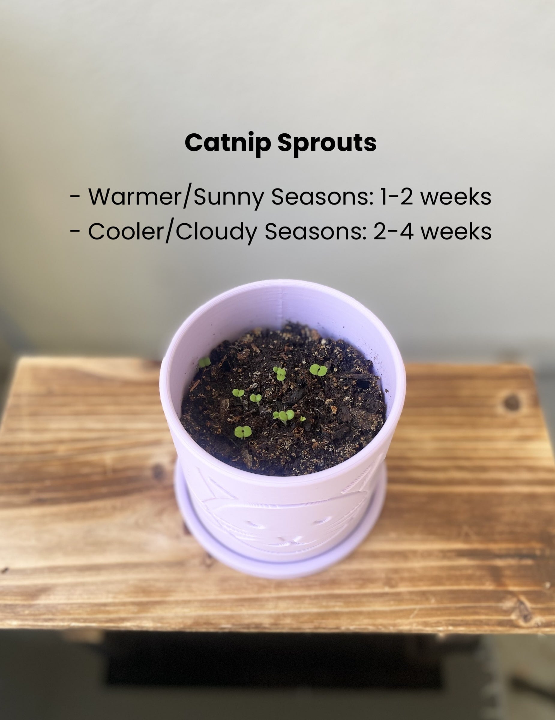 Small pot with catnip sprouts on a wooden surface, with text about growth times.