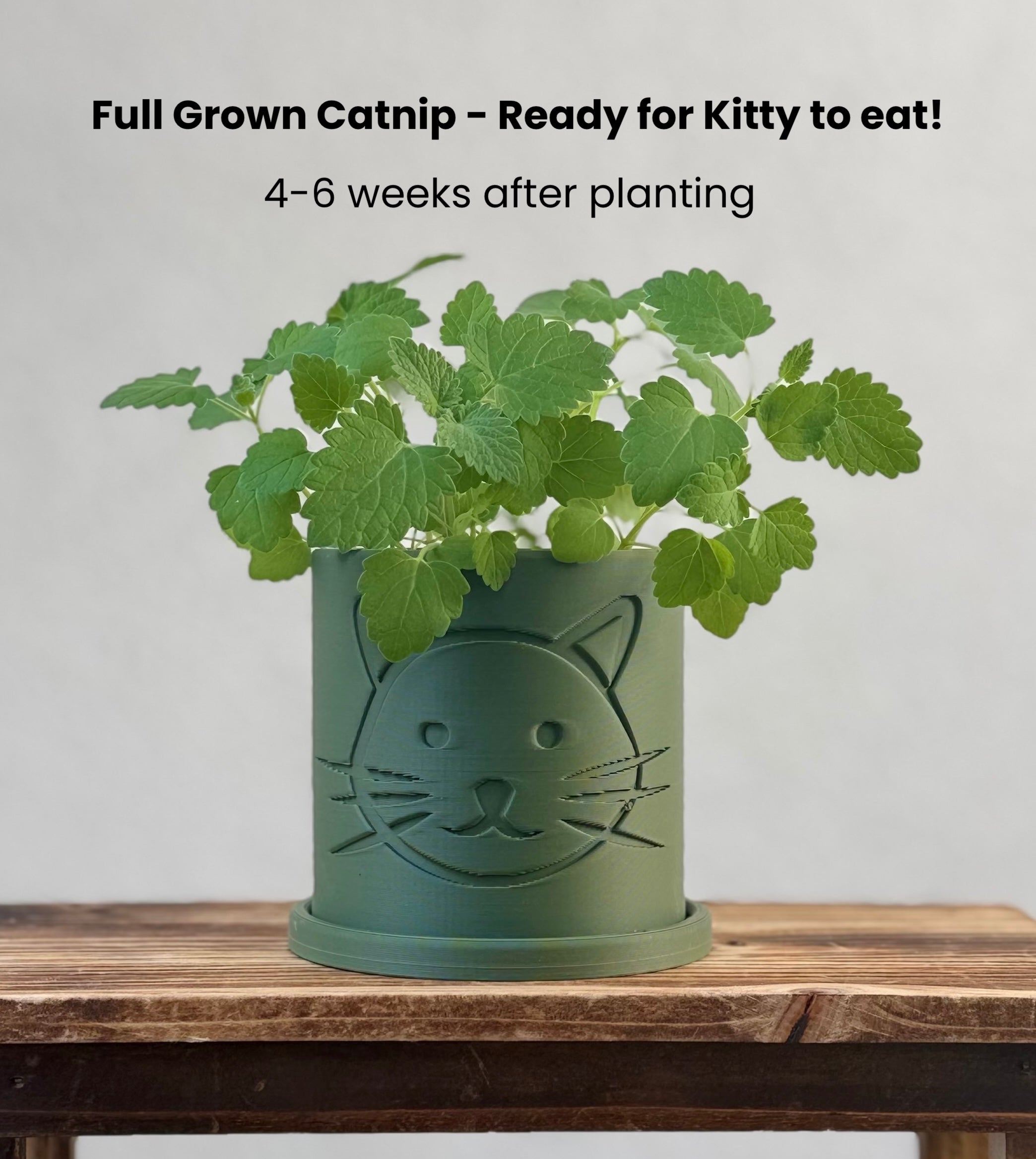 Green planter with cat face design with a catnip plant on a wooden surface